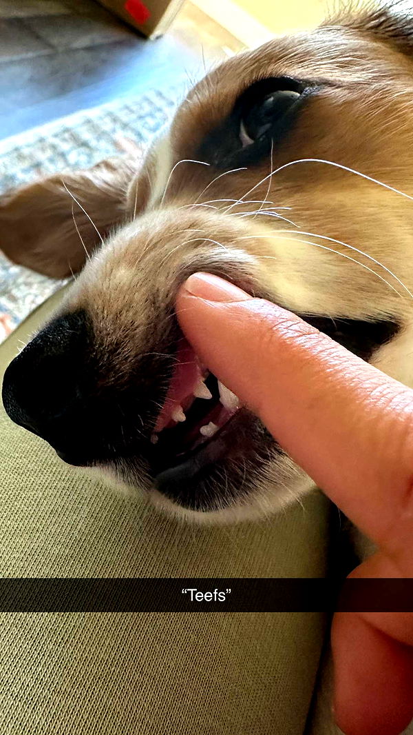 laurenj.fit image ~ Altpins