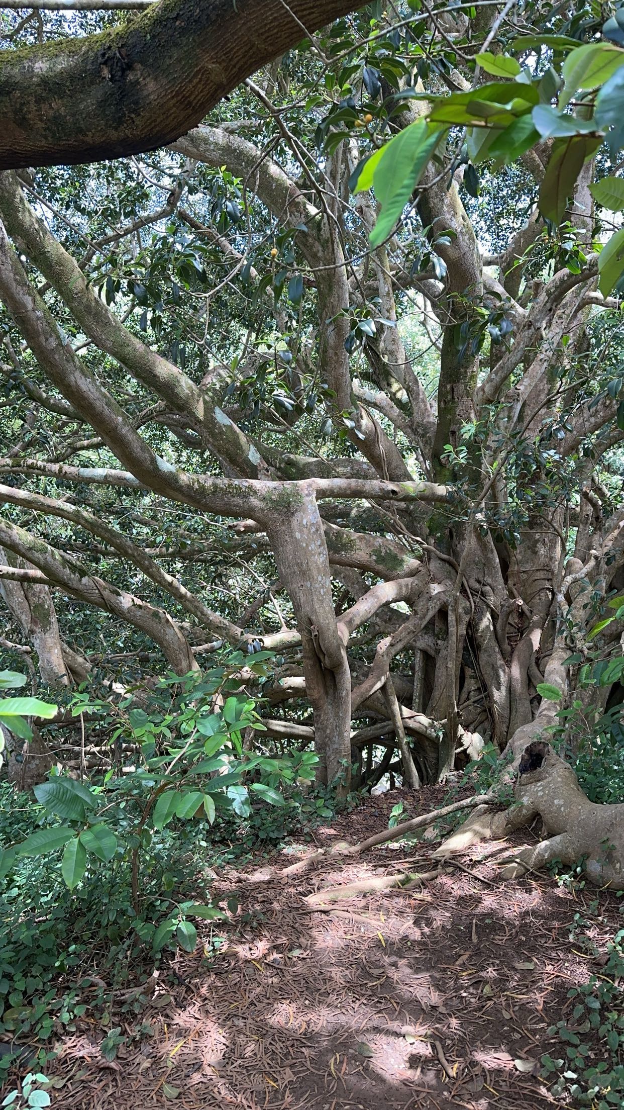 laurenj.fit snapchat image archive image