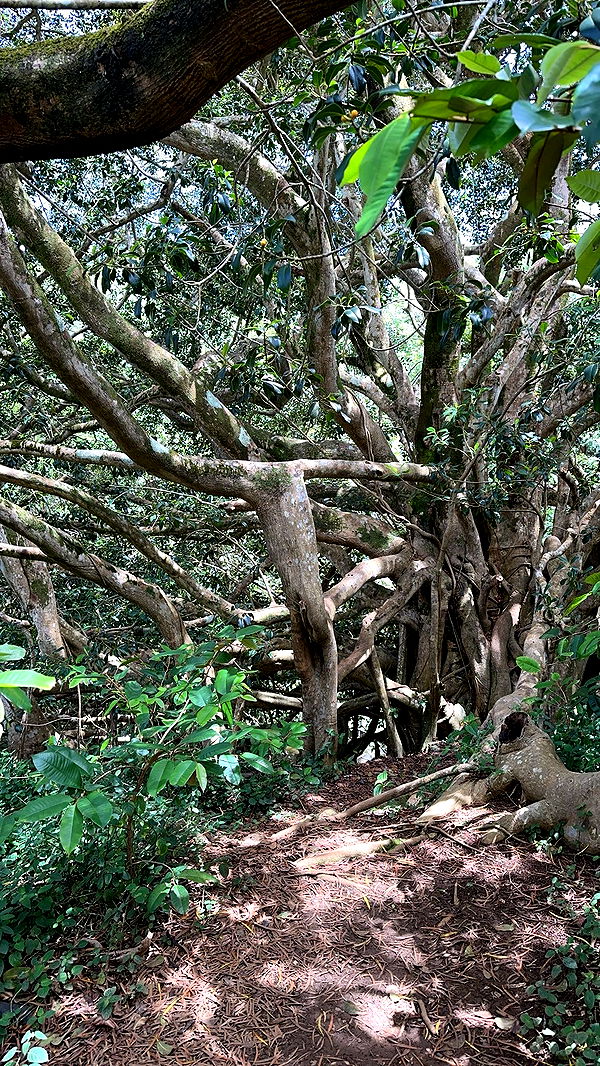 laurenj.fit image ~ Altpins