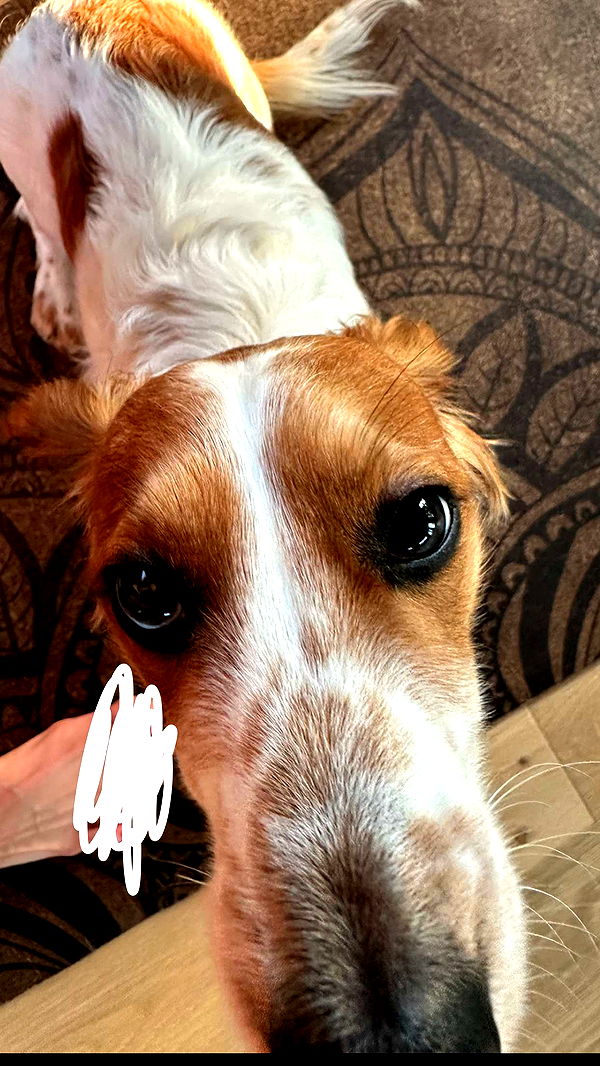 laurenj.fit image ~ Altpins