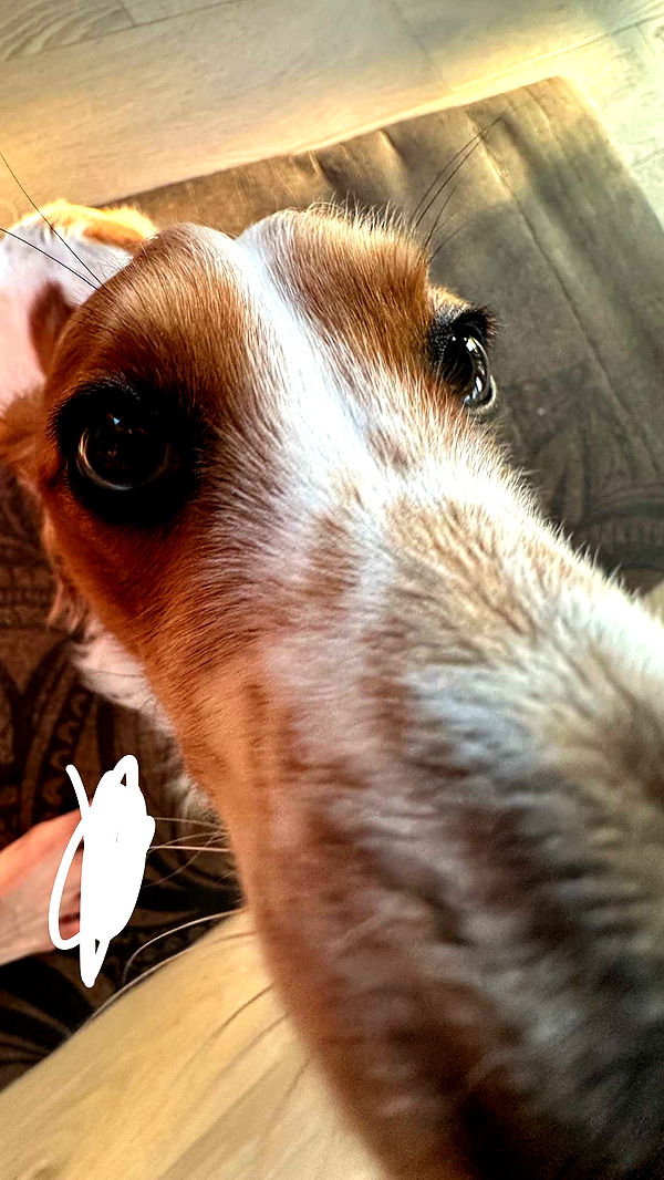 laurenj.fit image ~ Altpins