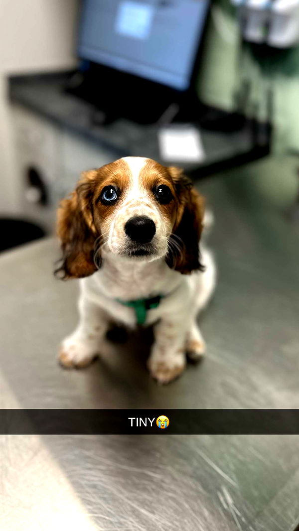 laurenj.fit image ~ Altpins