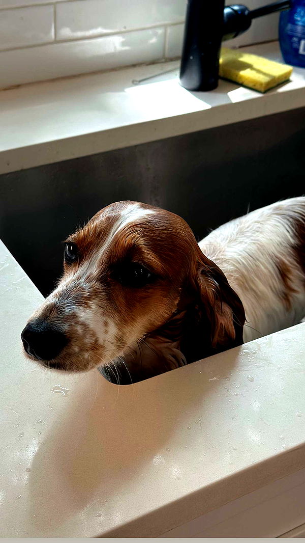 laurenj.fit image ~ Altpins