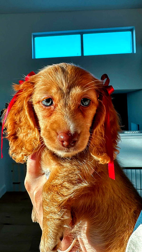 laurenj.fit image ~ Altpins