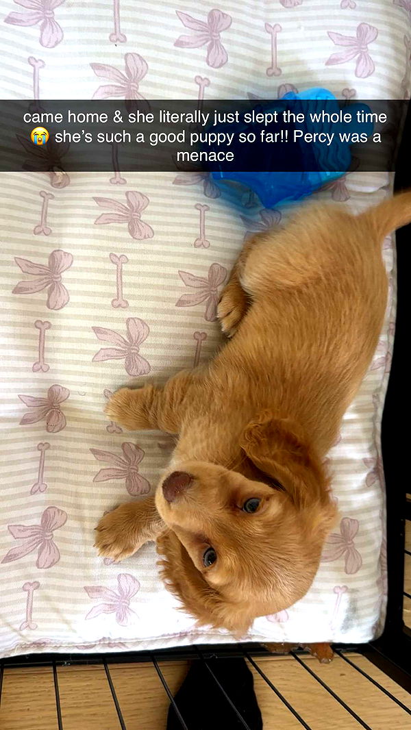 laurenj.fit image ~ Altpins