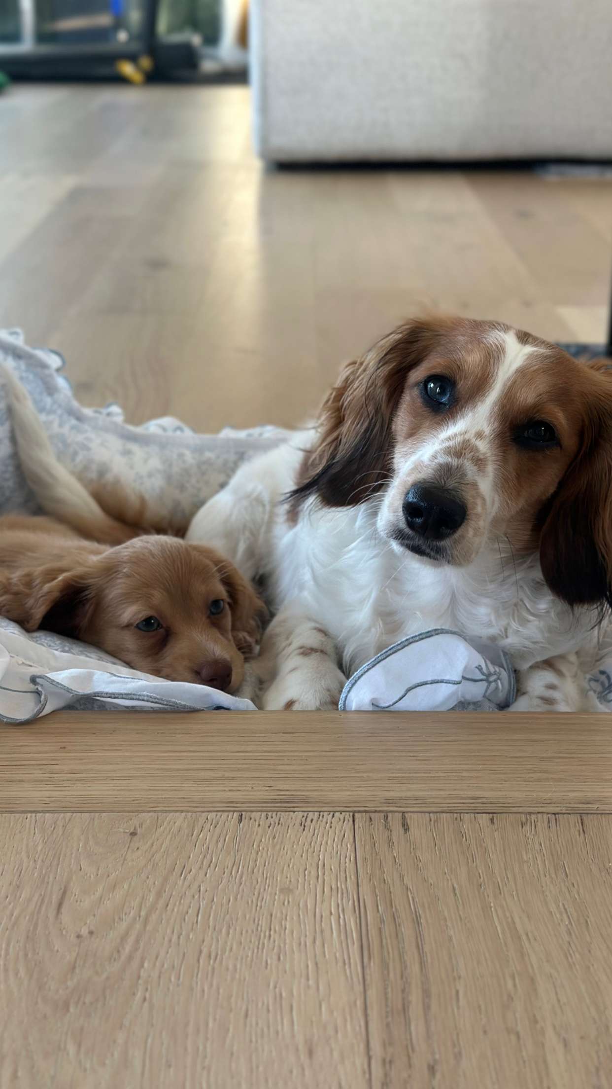 laurenj.fit snapchat image archive image