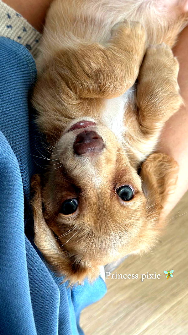 laurenj.fit image ~ Altpins