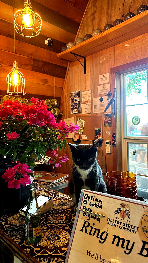 laurenj.fit image ~ Altpins