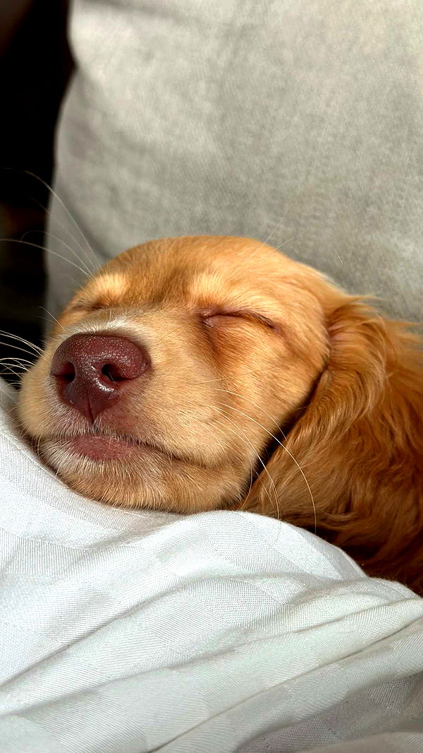 laurenj.fit image ~ Altpins