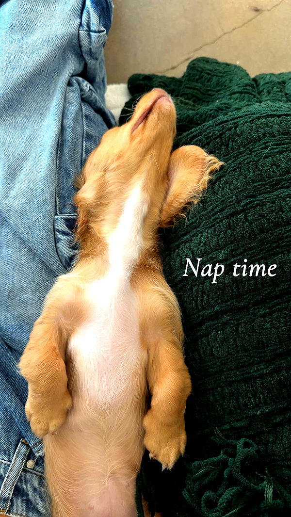 laurenj.fit image ~ Altpins