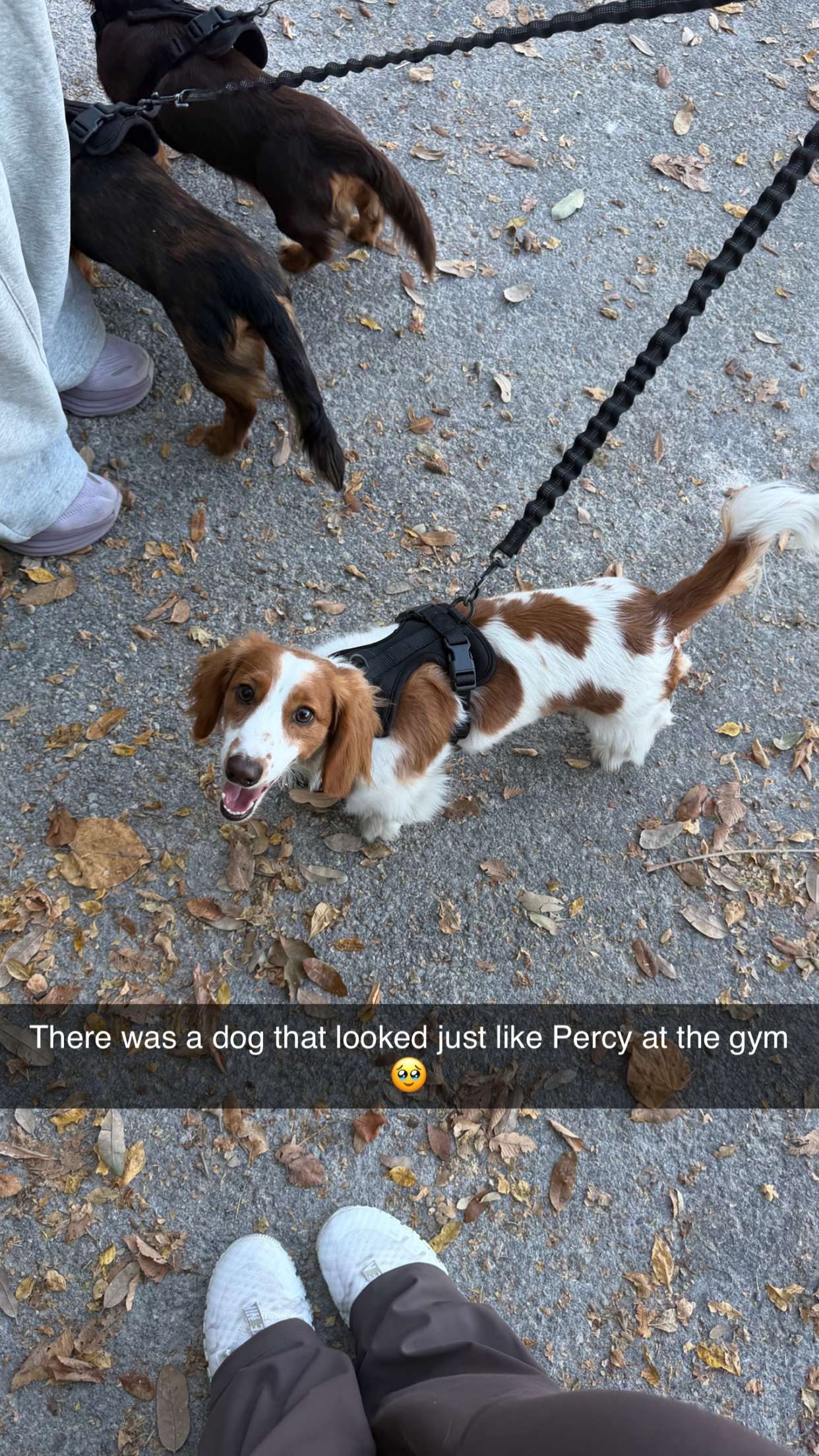 laurenj.fit snapchat image archive image