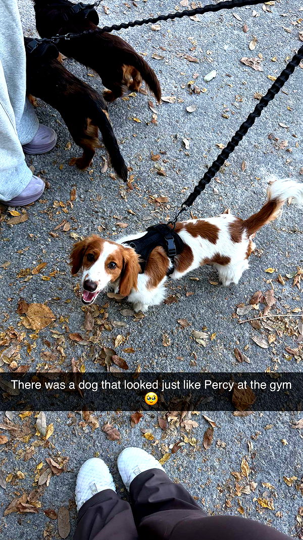 laurenj.fit image ~ Altpins