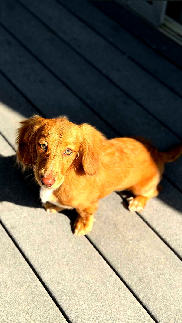 laurenj.fit image ~ Altpins