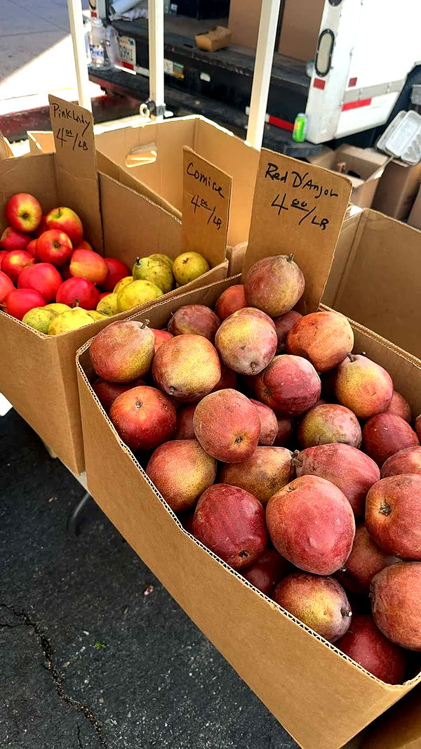 leonanaomii image ~ Altpins