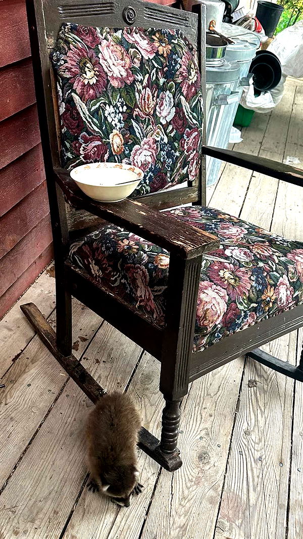 leonanaomii image ~ Altpins