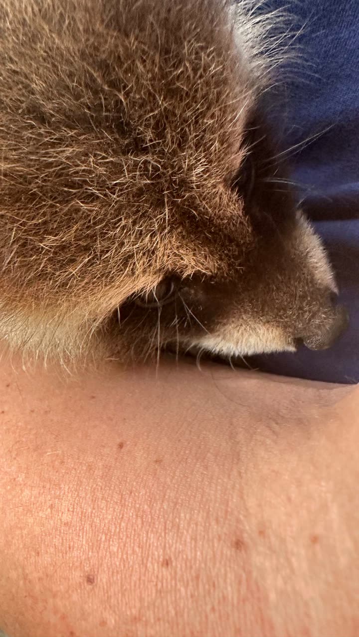 leonanaomii snapchat image archive image