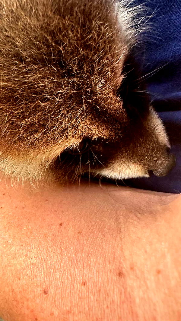 leonanaomii image ~ Altpins