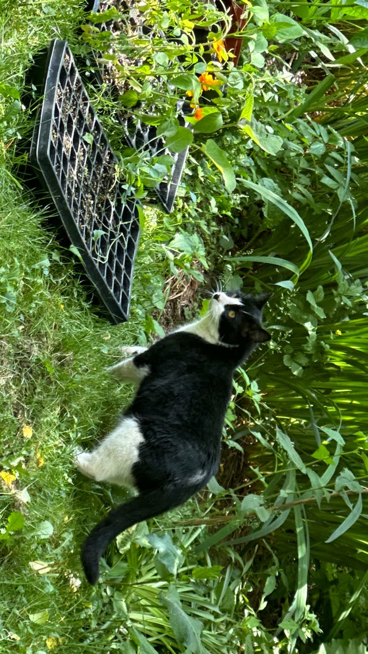 leonanaomii snapchat image archive image