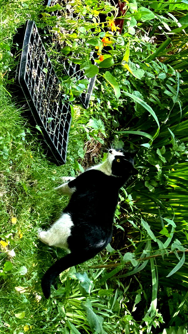 leonanaomii image ~ Altpins