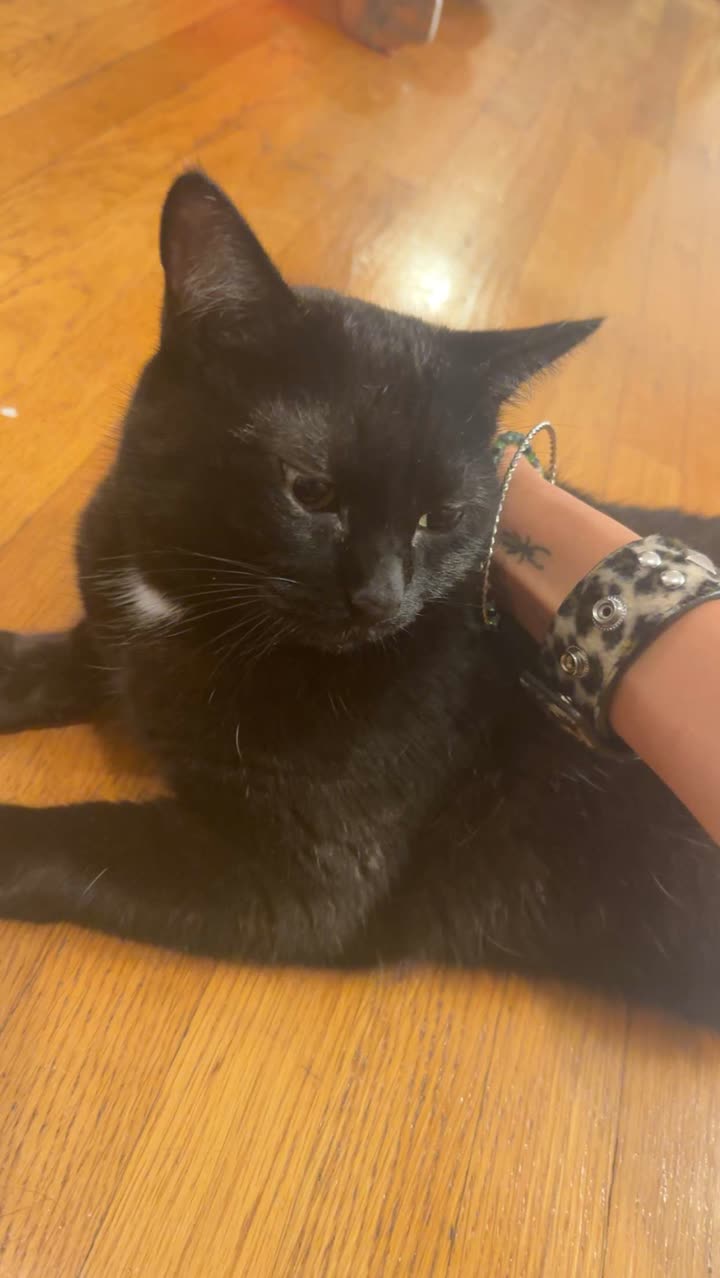 leonanaomii snapchat image archive image