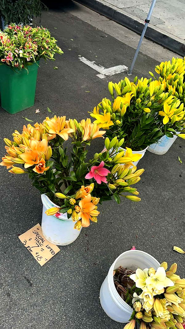 leonanaomii image ~ Altpins