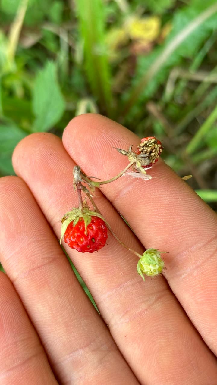 leonanaomii snapchat image archive image