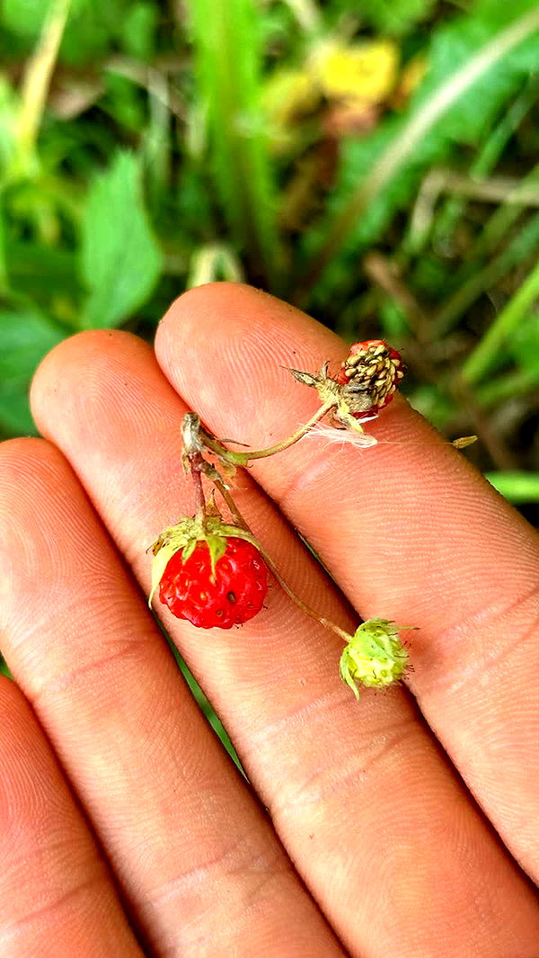 leonanaomii image ~ Altpins