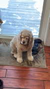 lew12001 Altpins Profile Picture