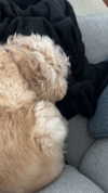lew12001 Altpins Profile Picture