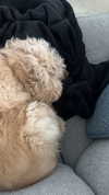 lew12001 Altpins Profile Picture