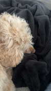 lew12001 Altpins Profile Picture