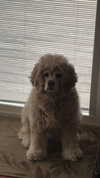 lew12001 Altpins Profile Picture