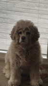 lew12001 Altpins Profile Picture