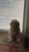 lew12001 Altpins Profile Picture