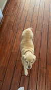 lew12001 Altpins Profile Picture