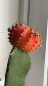 lew12001 Altpins Profile Picture