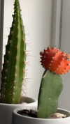 lew12001 Altpins Profile Picture