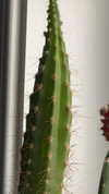 lew12001 Altpins Profile Picture