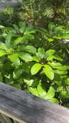 lew12001 Altpins Profile Picture