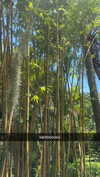 lew12001 Altpins Profile Picture