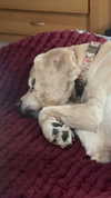 lew12001 Altpins Profile Picture