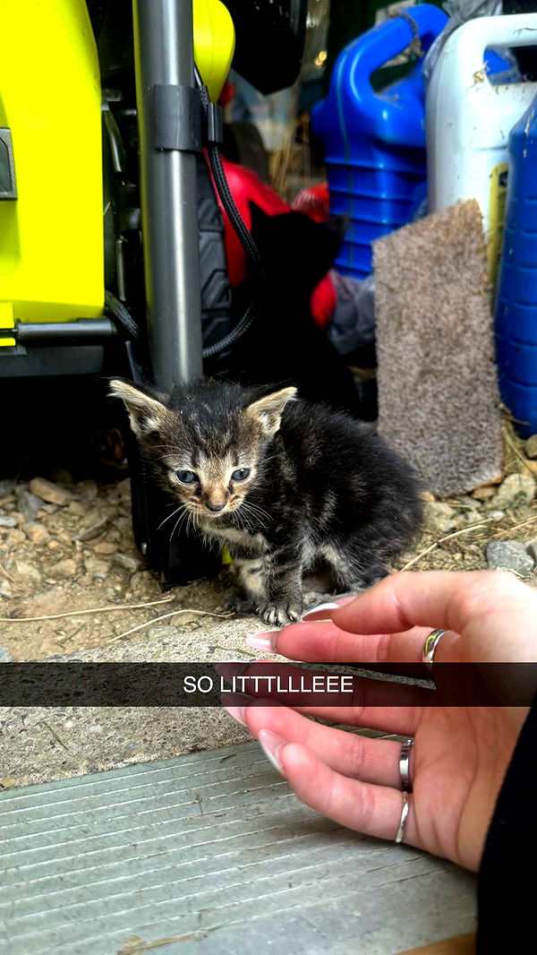 lew12001 image ~ Altpins