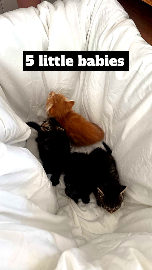 lew12001 image ~ Altpins