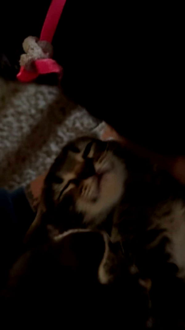 lew12001 image ~ Altpins