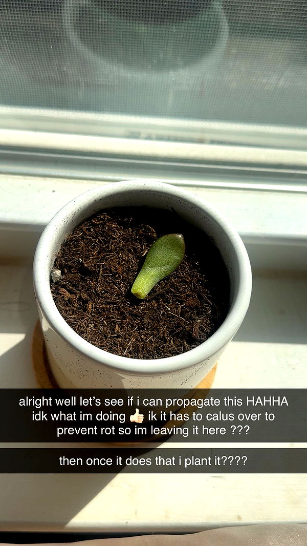 lew12001 image ~ Altpins