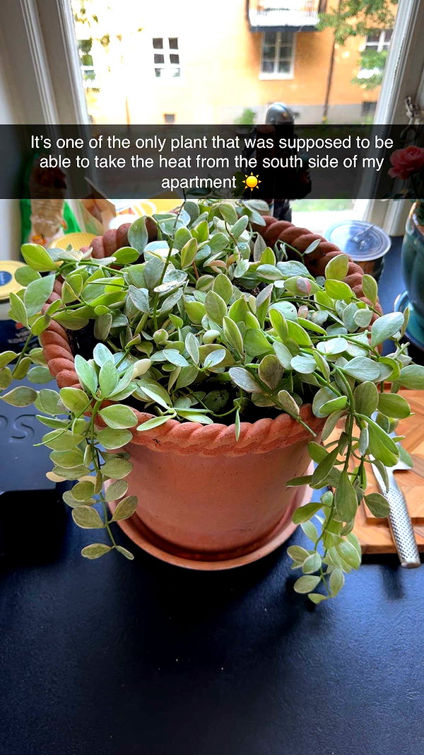 linzoor snapchat image archive image