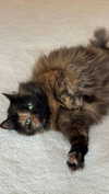 linzoor Altpins Profile Picture