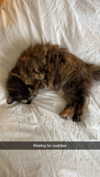 linzoor Altpins Profile Picture