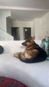 little.warren1 Altpins Profile Picture