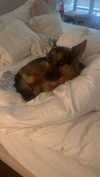 little.warren1 Altpins Profile Picture